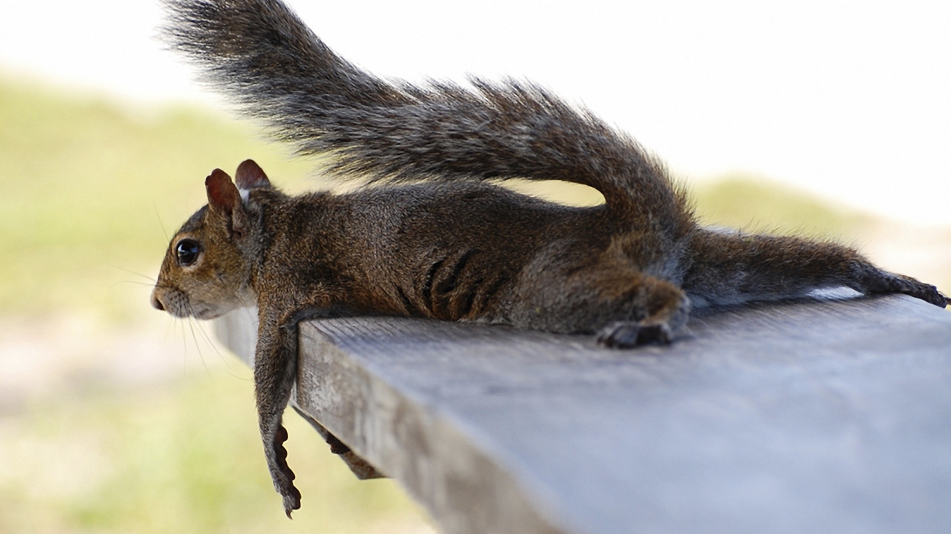 Белка на лавочке