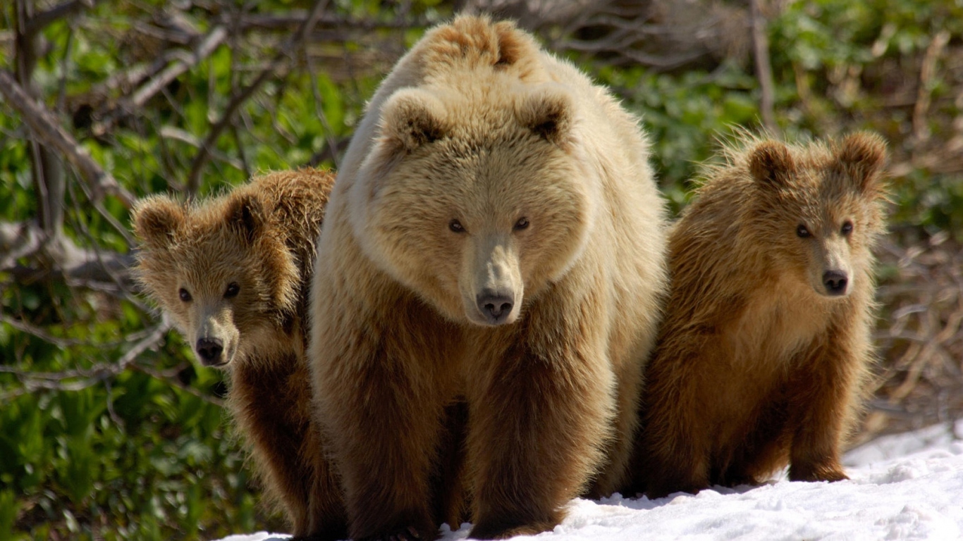 Три медведя