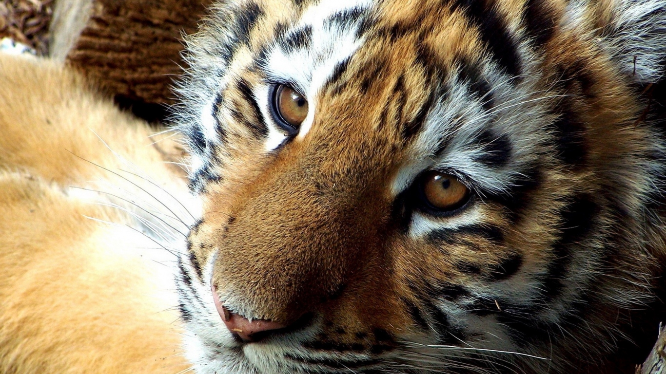 мордашка Тигренка