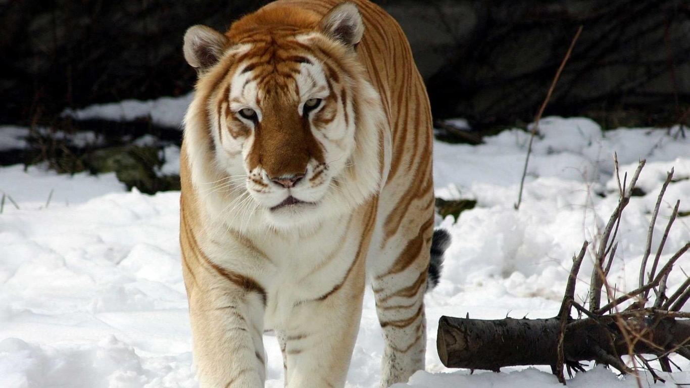 Tiger on snow