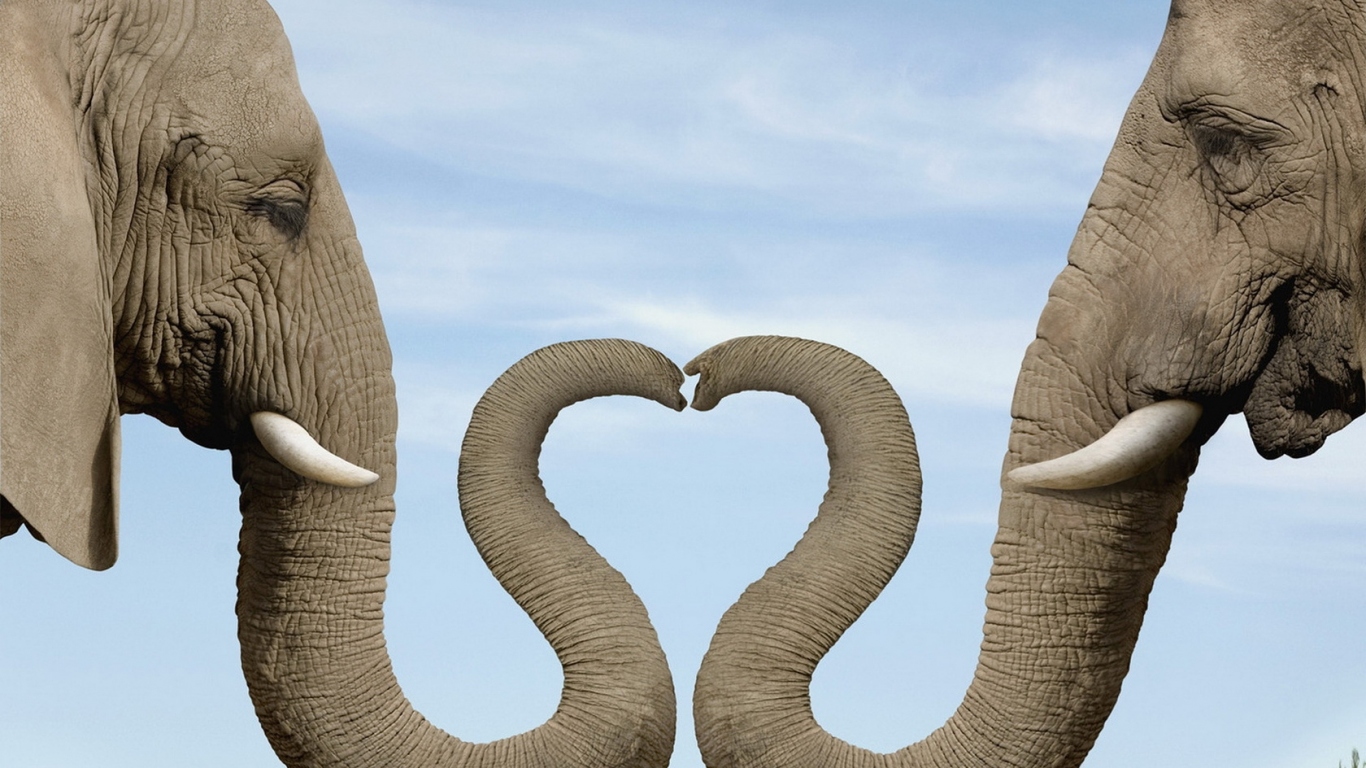 Два слона