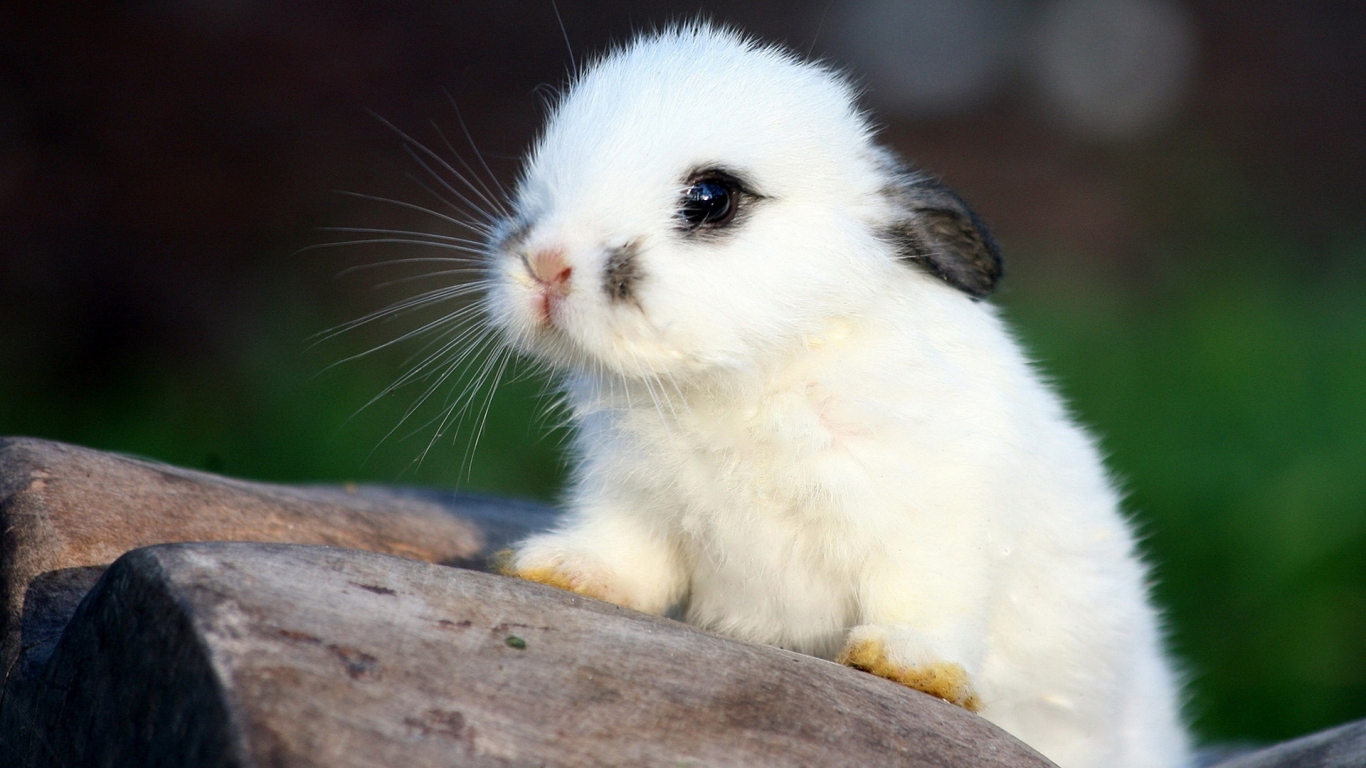 Белый кролик