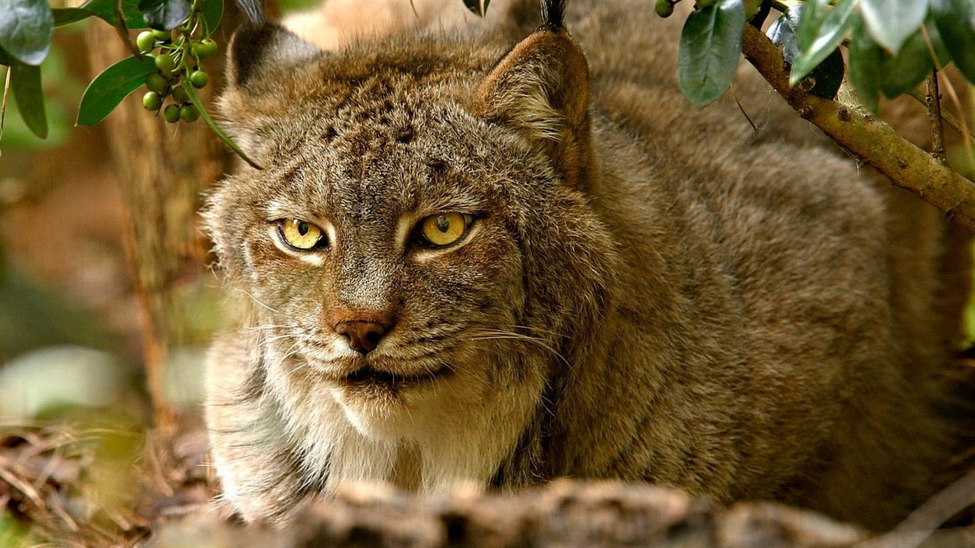 хищная Рысь