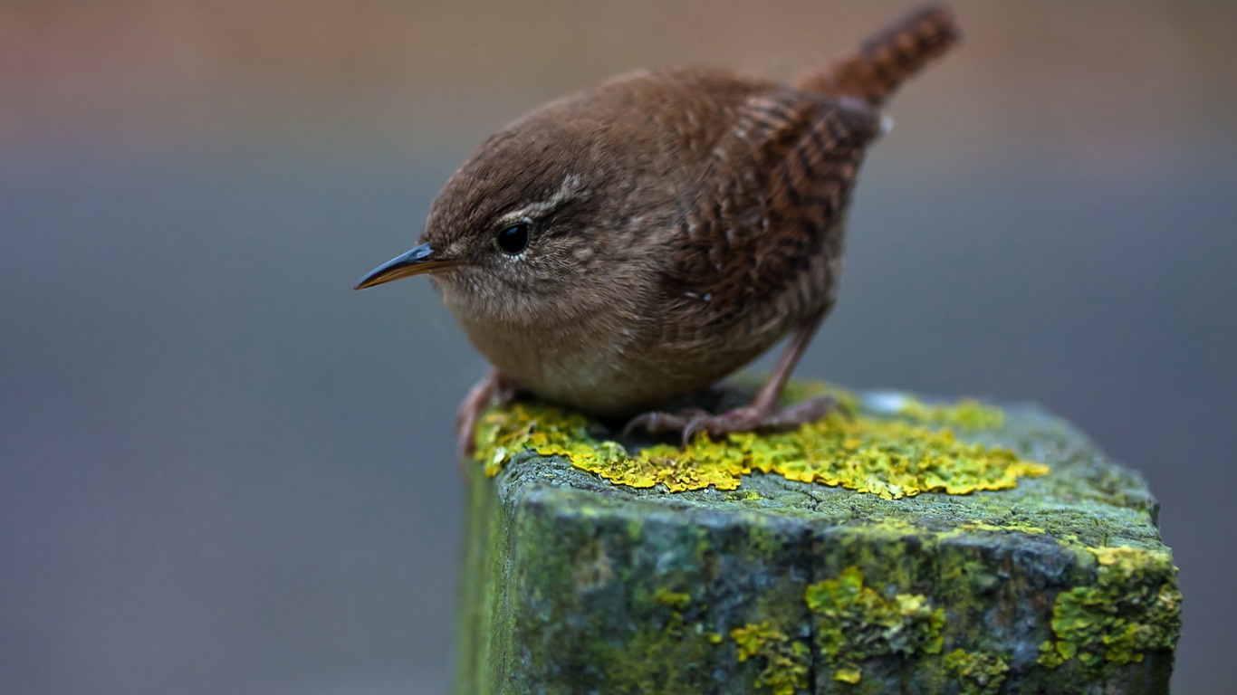 Птичка на пне