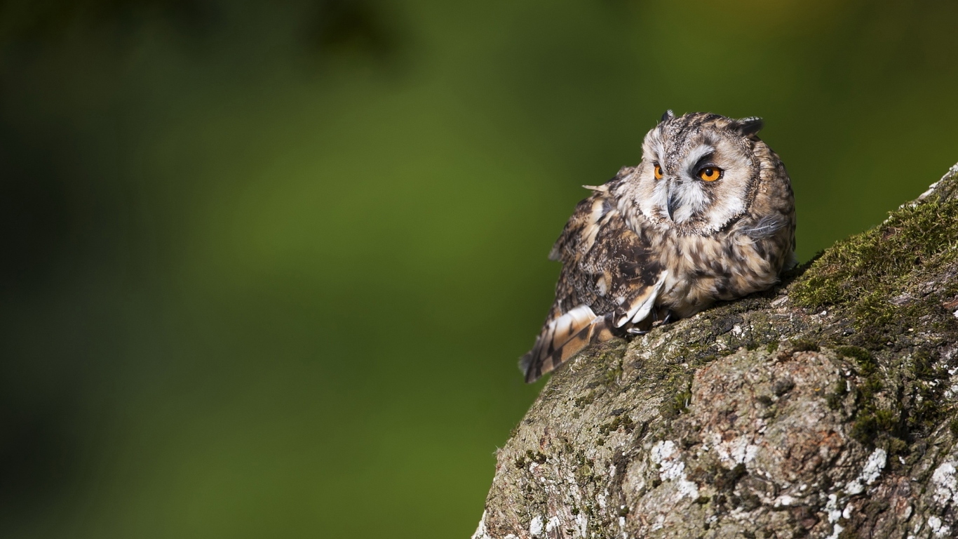 Одинокий филин