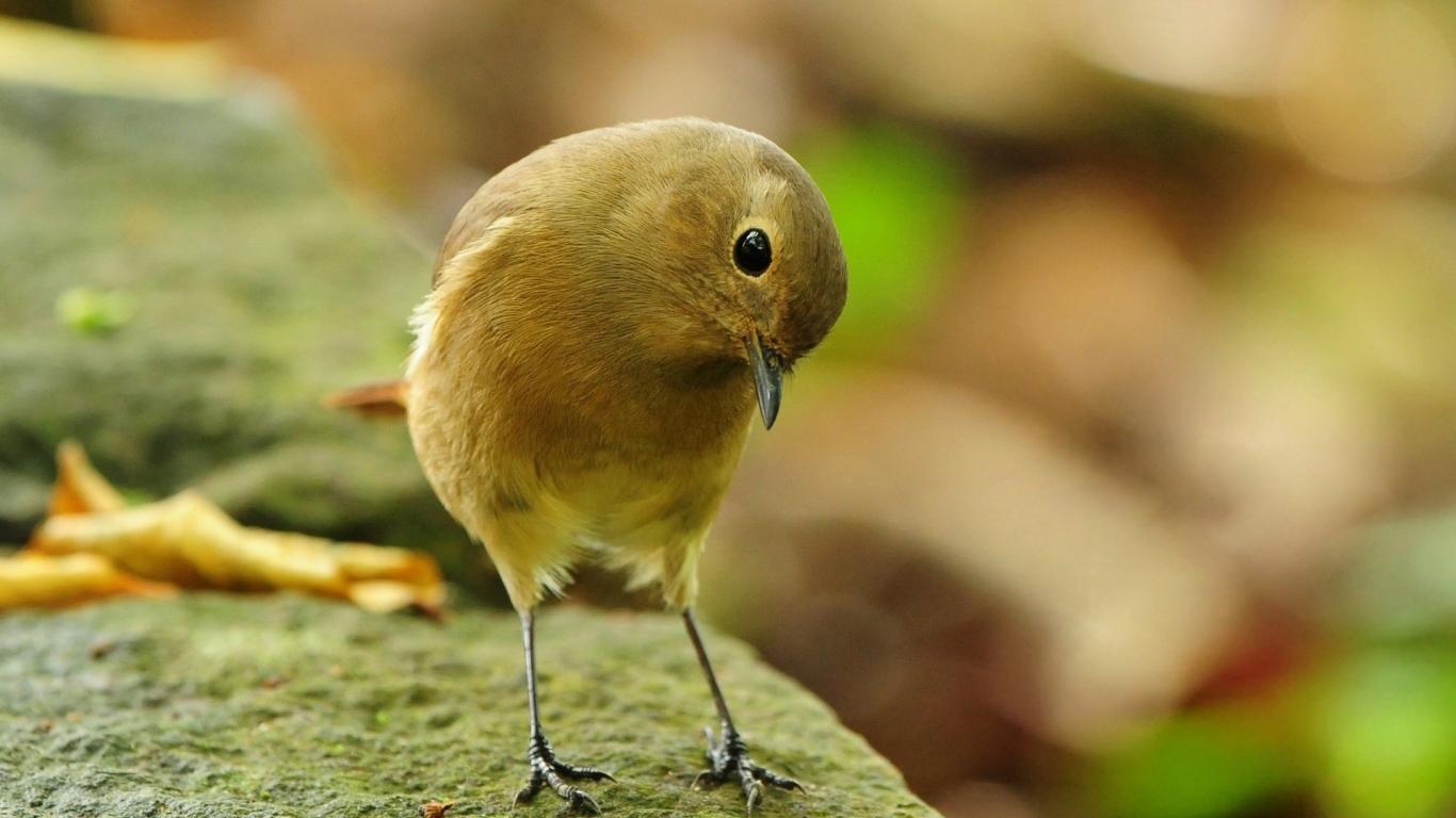 Загадочная птичка