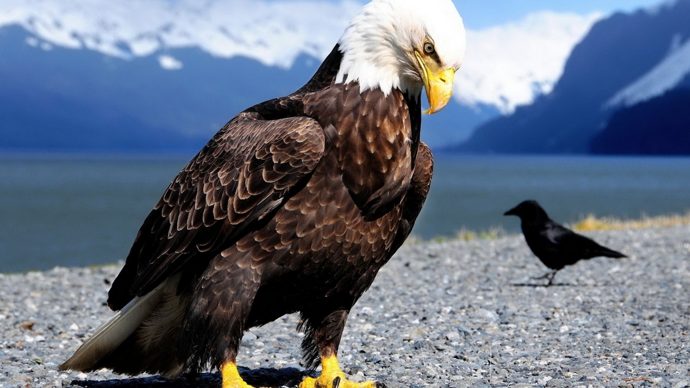 Белоголовый орлан