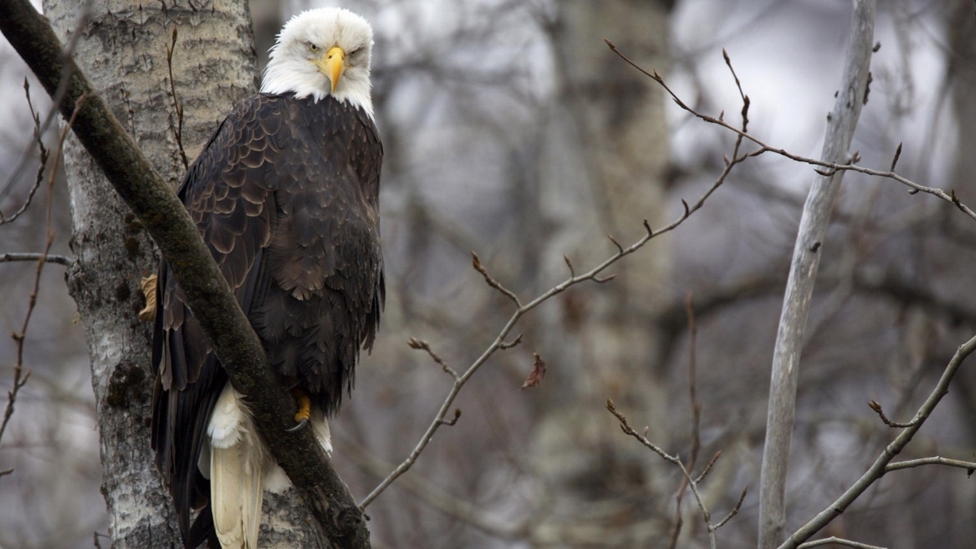 Орел на ветке