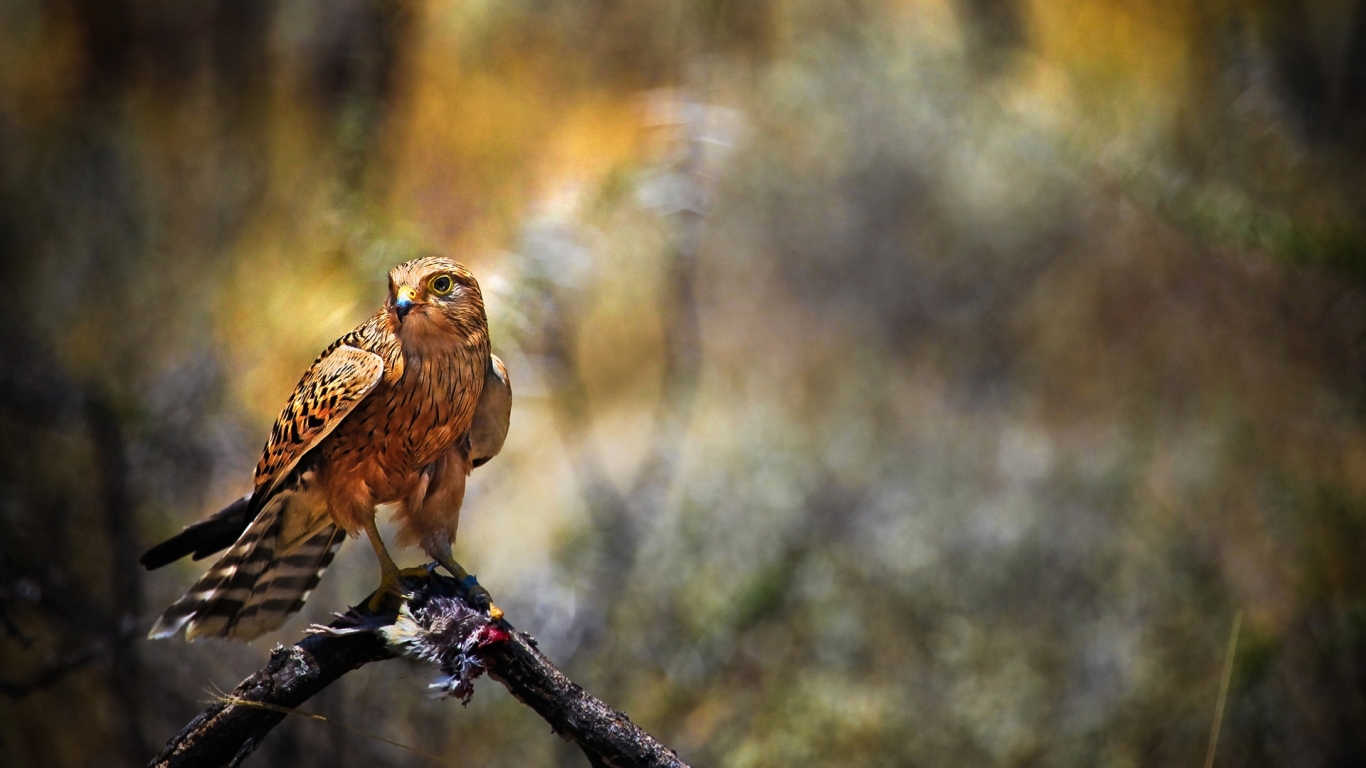 Сокол с добычей