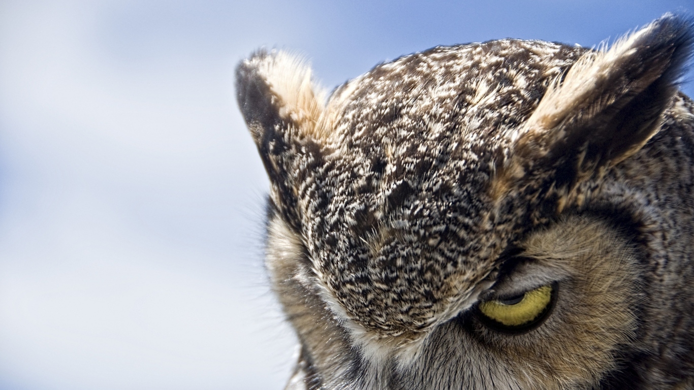 Great horned owl