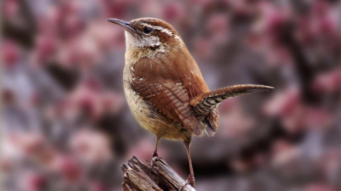Маленькая птичка
