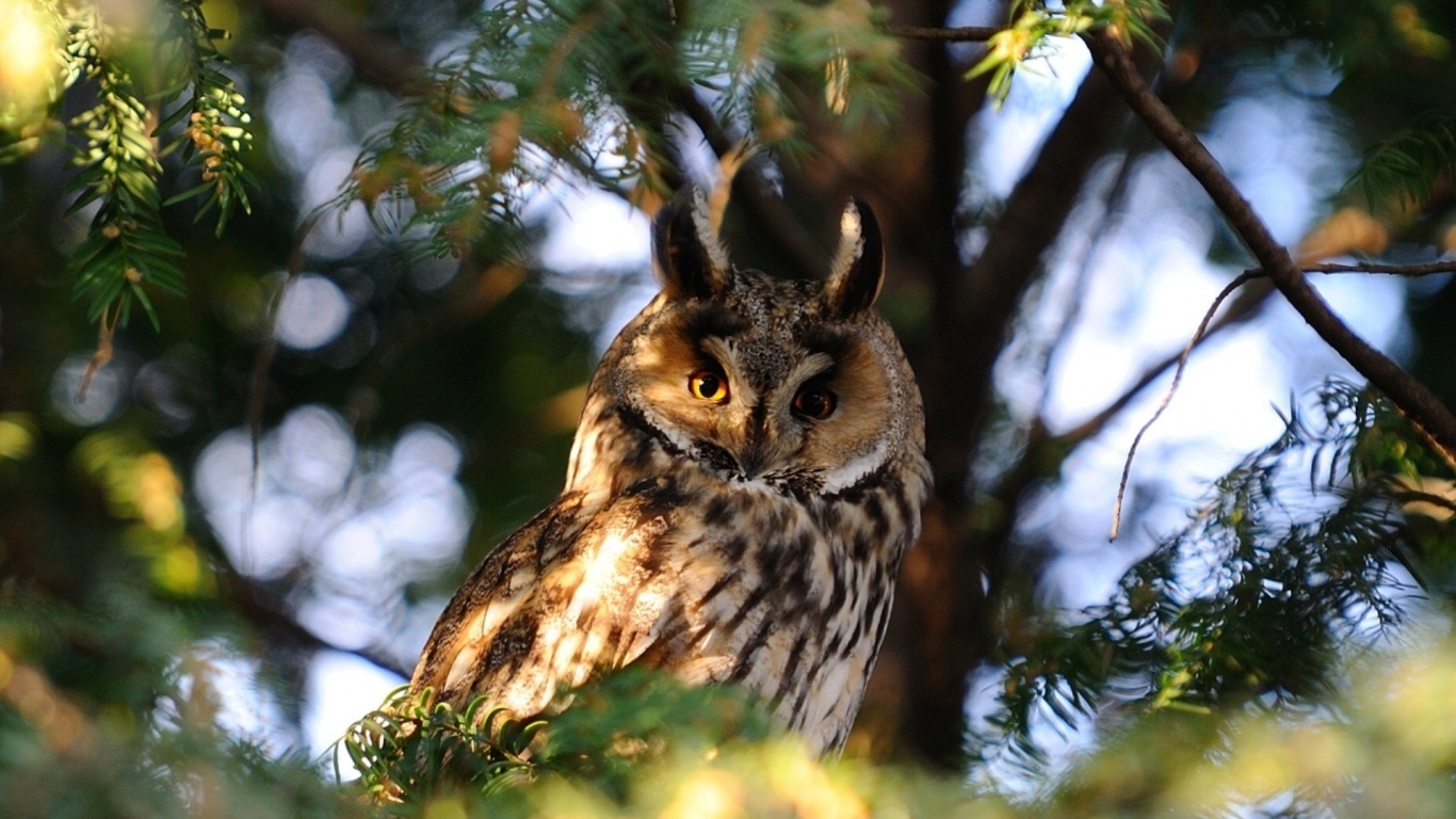 Сова на ветке