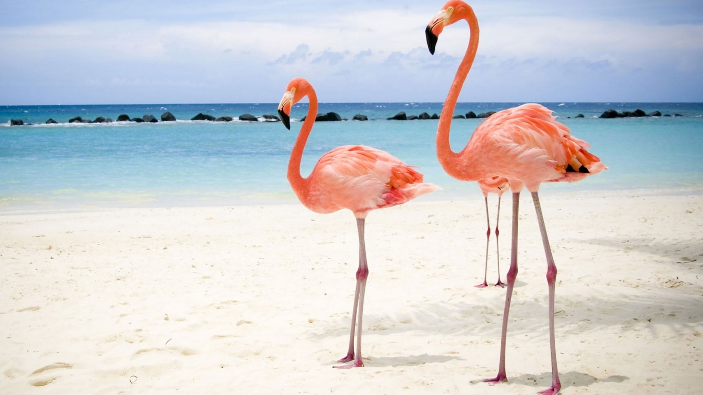 Розовый фламинго на берегу