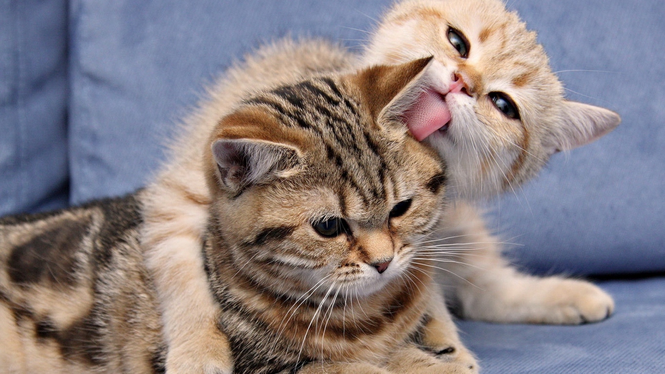 Кошка и котенок