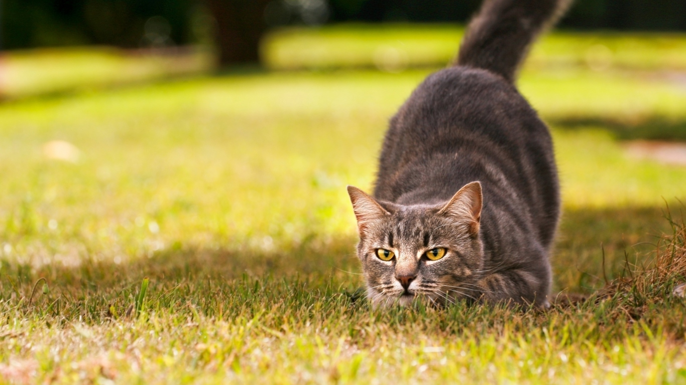 Кот на охоте