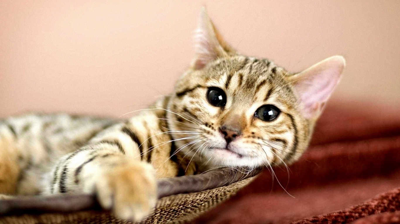 Кошка в корзине