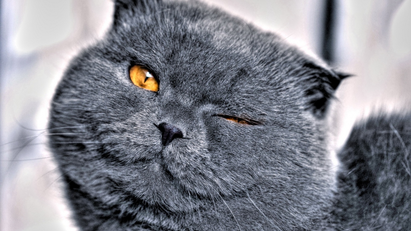 Кошачья мордашка