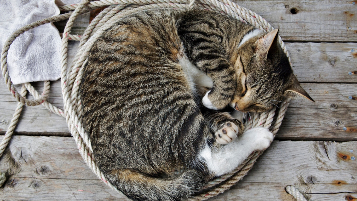 Кошка на веревке