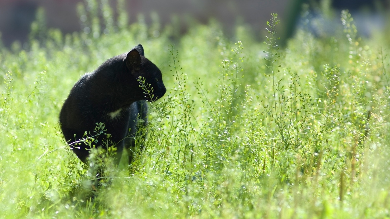 Кот на прогулке