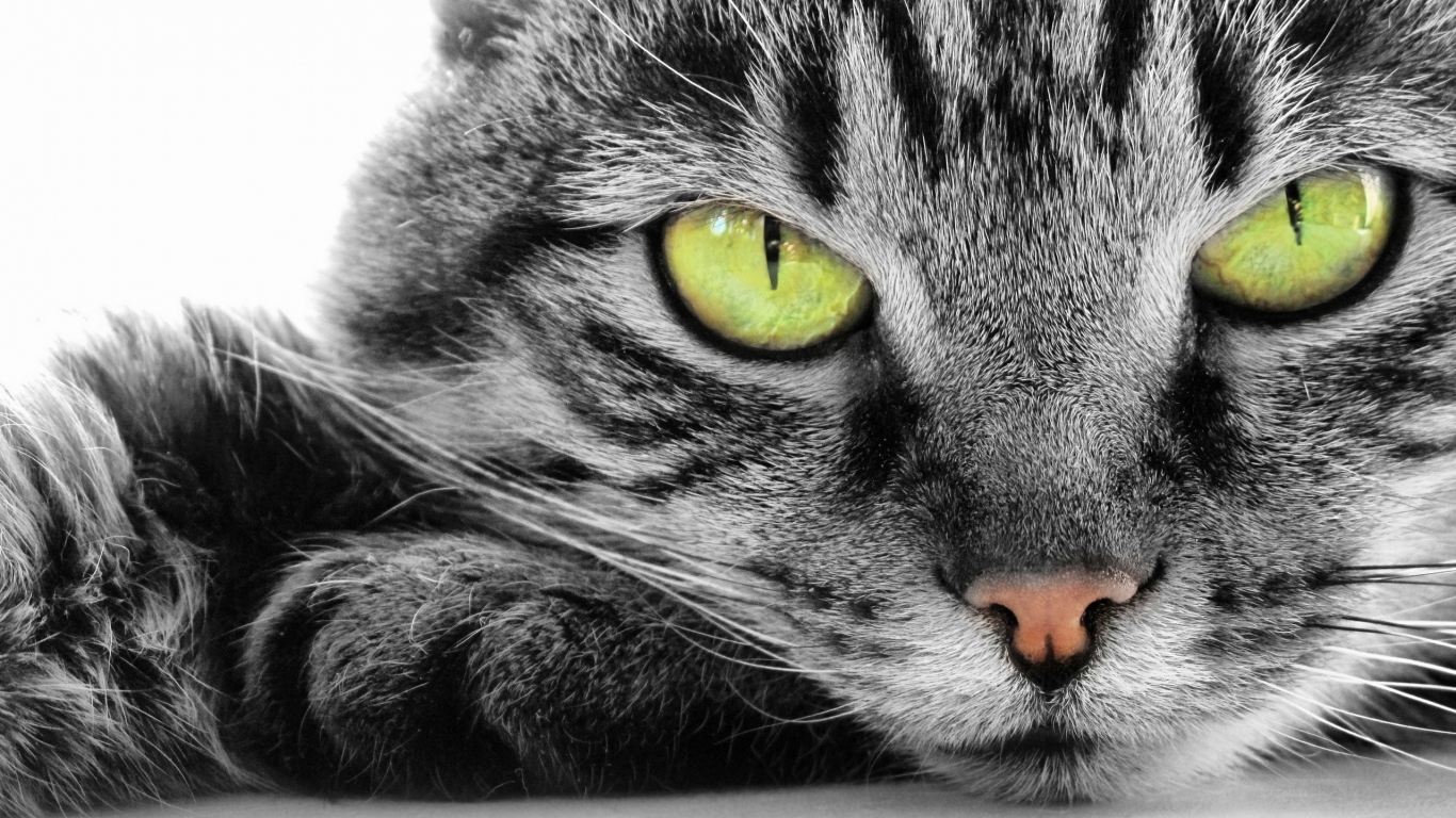 Кошка с зелеными глазами