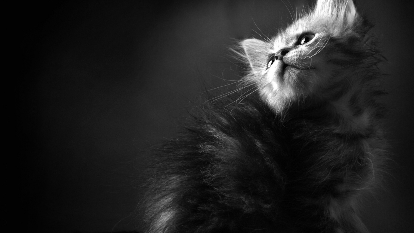 Пушистый котенок