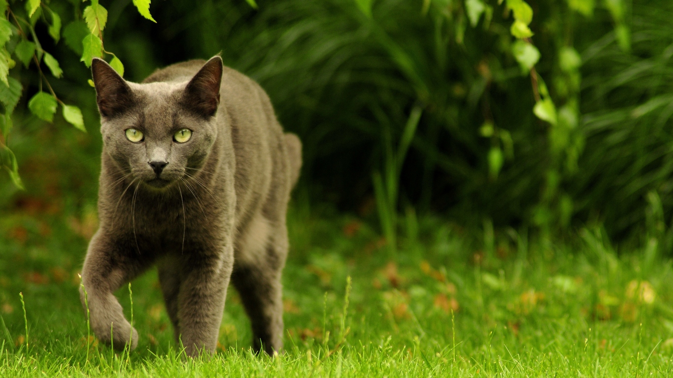 Зеленоглазый охотник