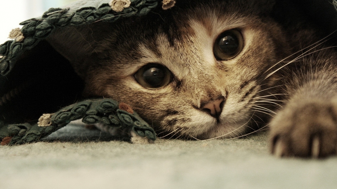 Спрятавшаяся кошка