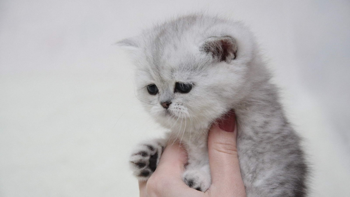 Котенок в руке