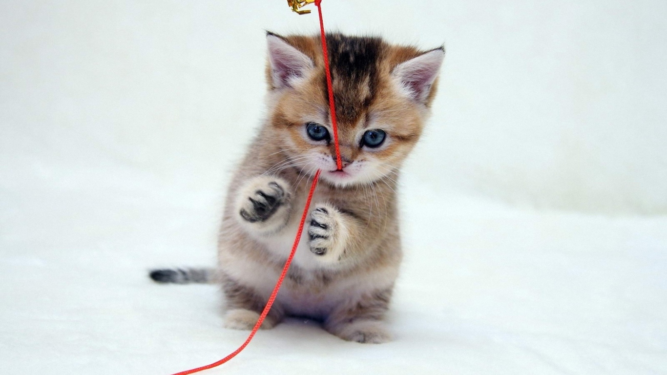 Играющий котенок