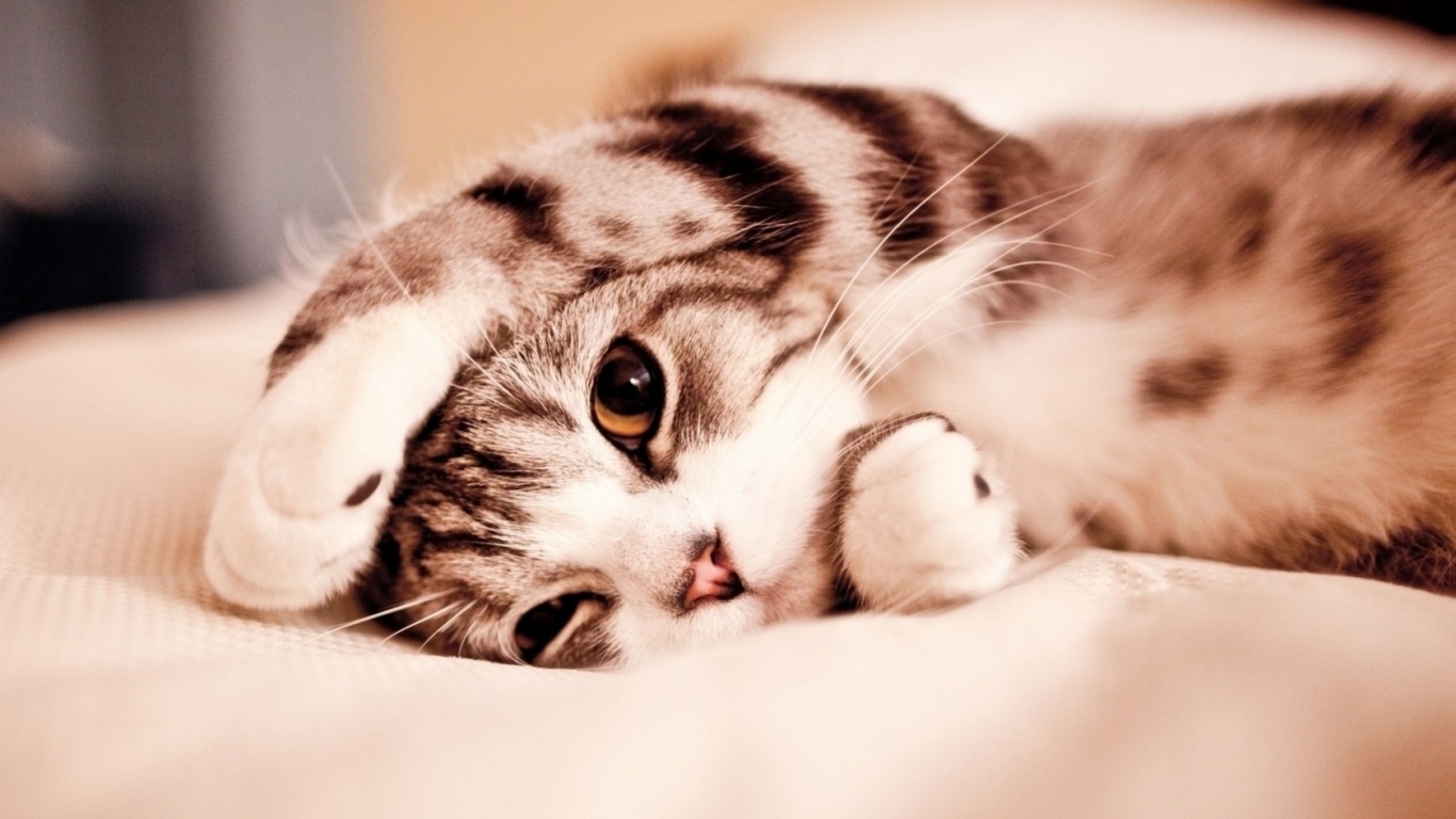 Маленький котенок