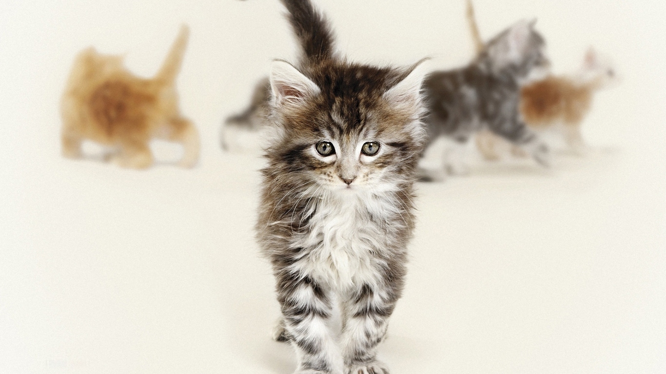 Красивый котенок