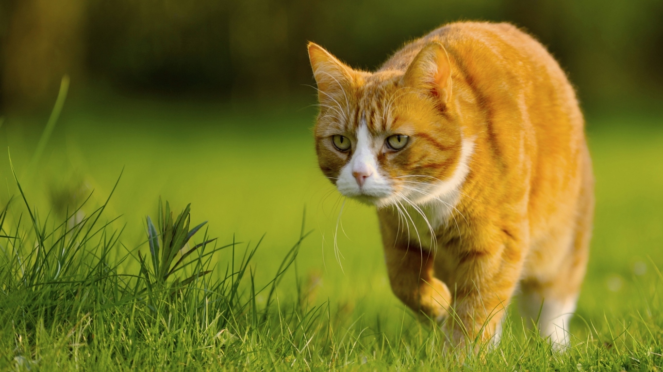 Крадущийся кот