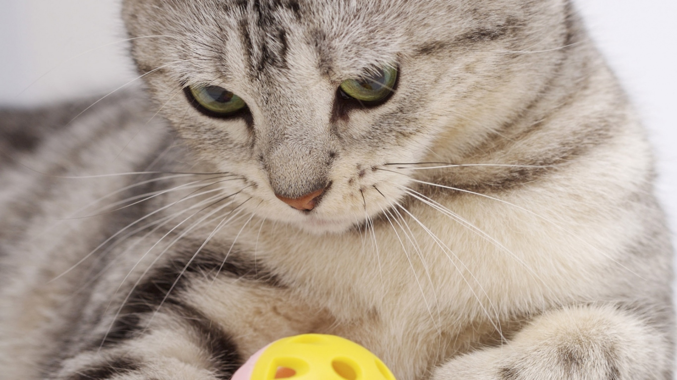 Прямоухий Скоттиш Страйт