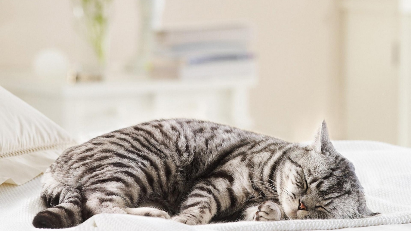 Спящая кошка