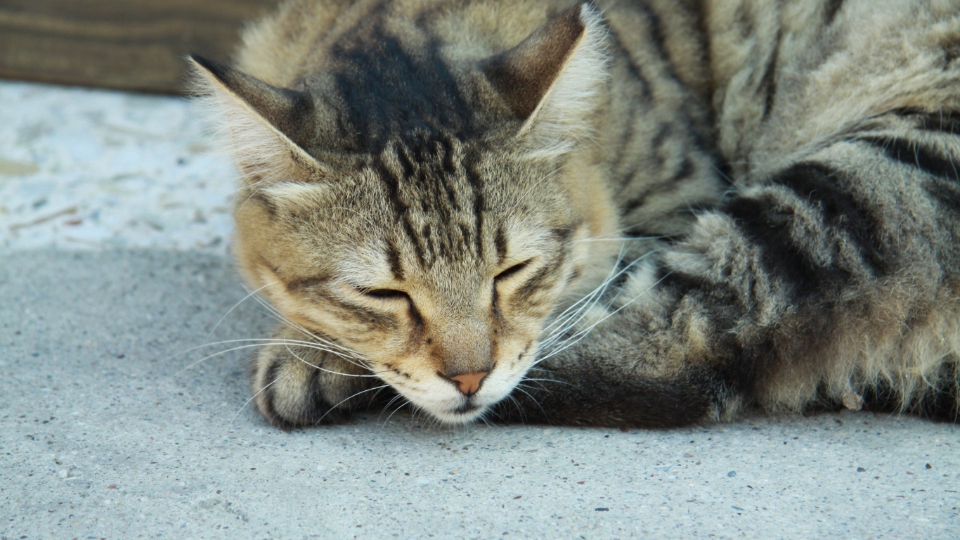 Сонный Васька