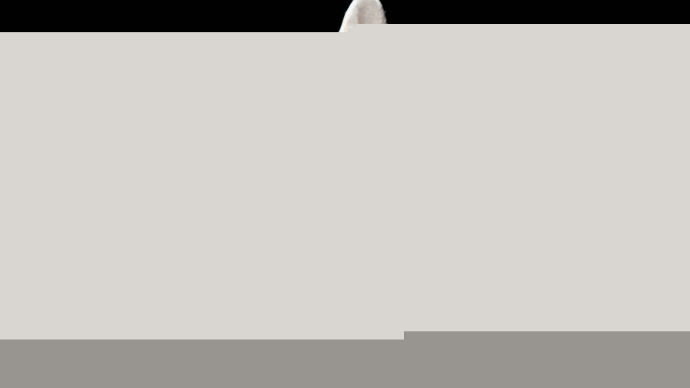 Кошка Сфинкс