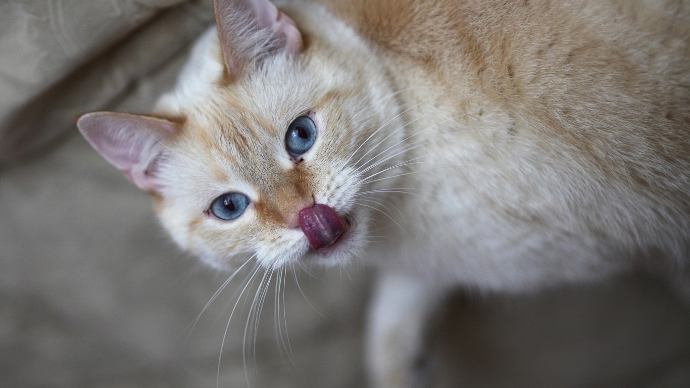 Кошачий язычок