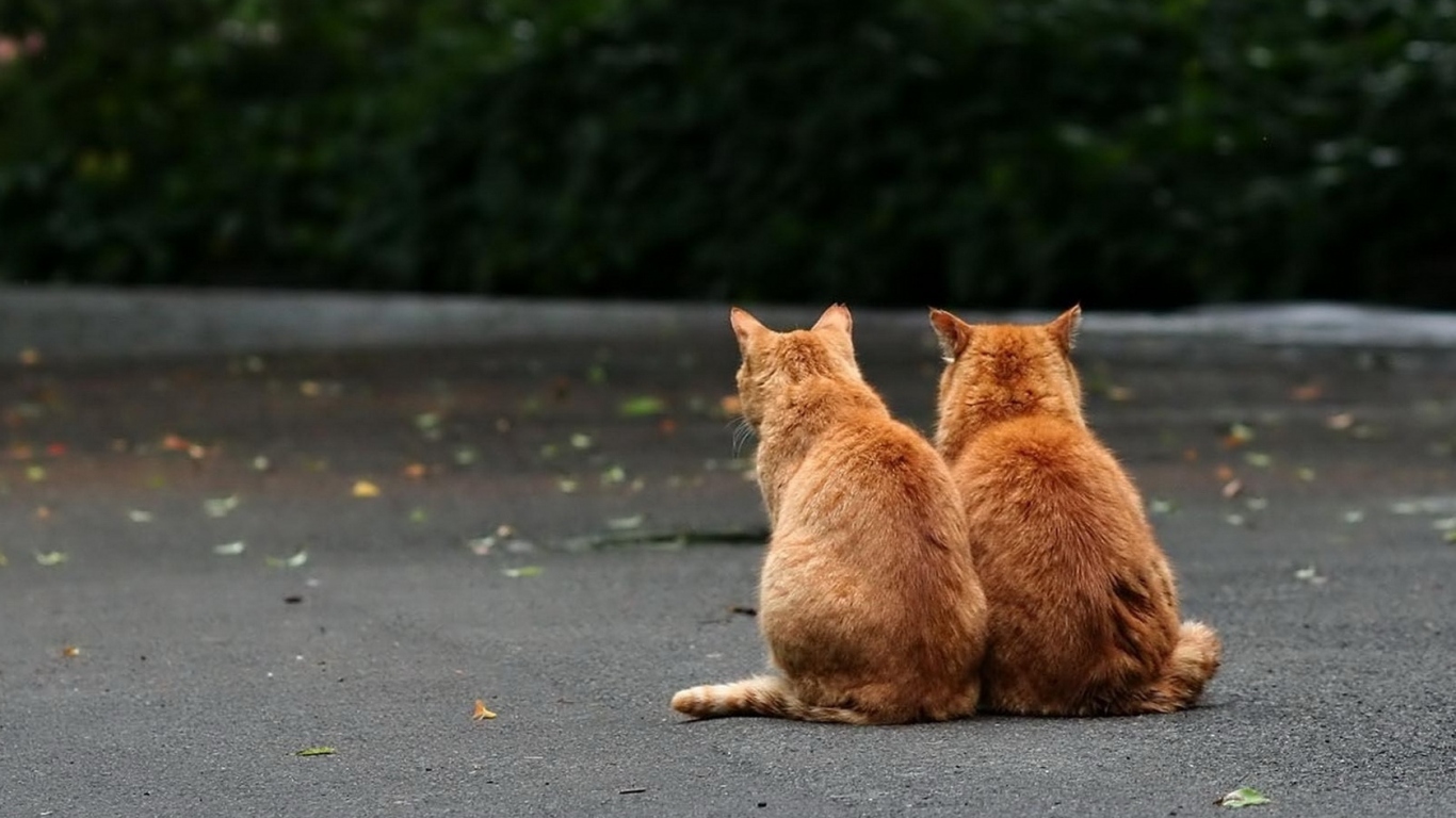 Два рыжих кота