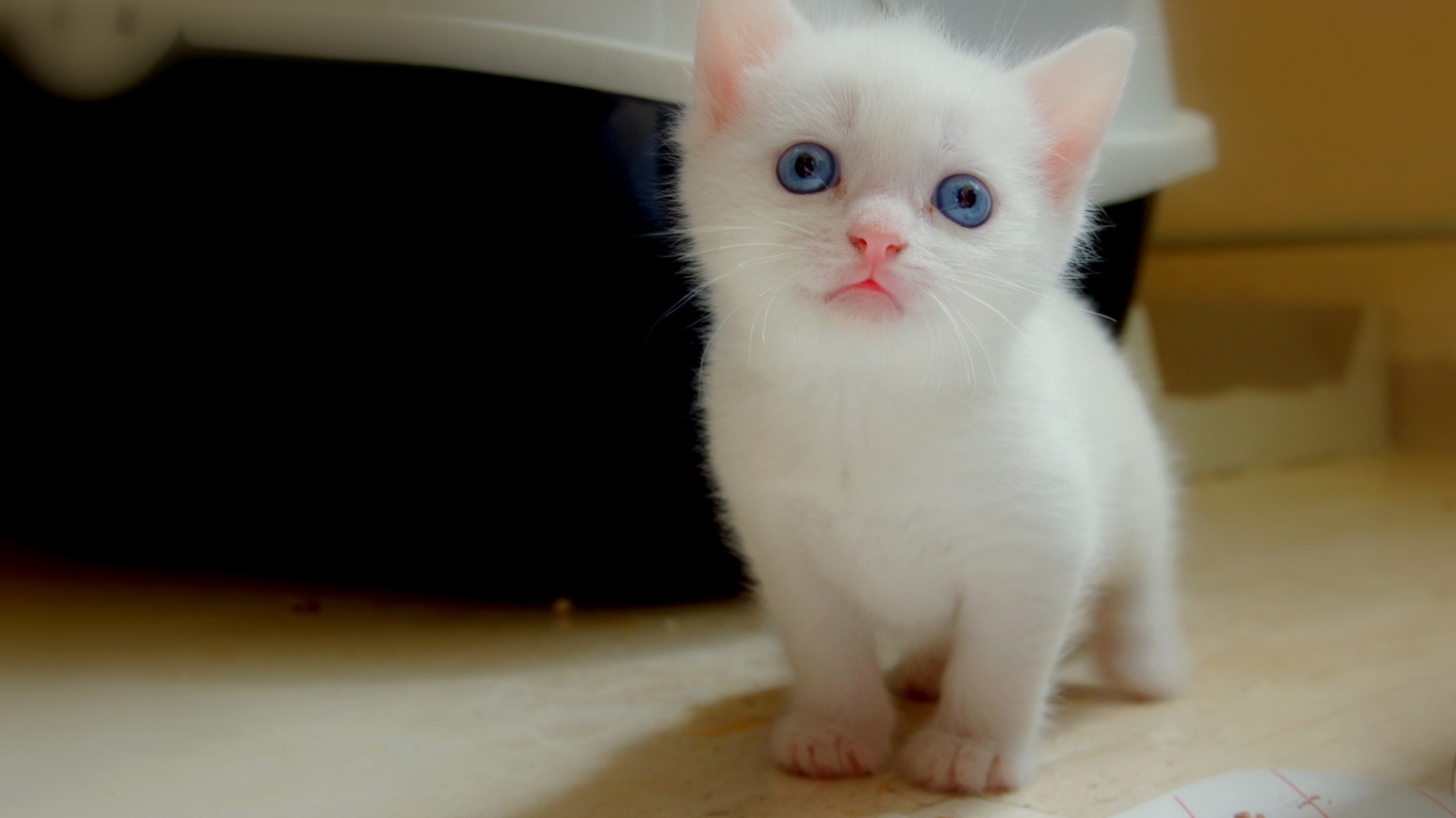 Белый котенок
