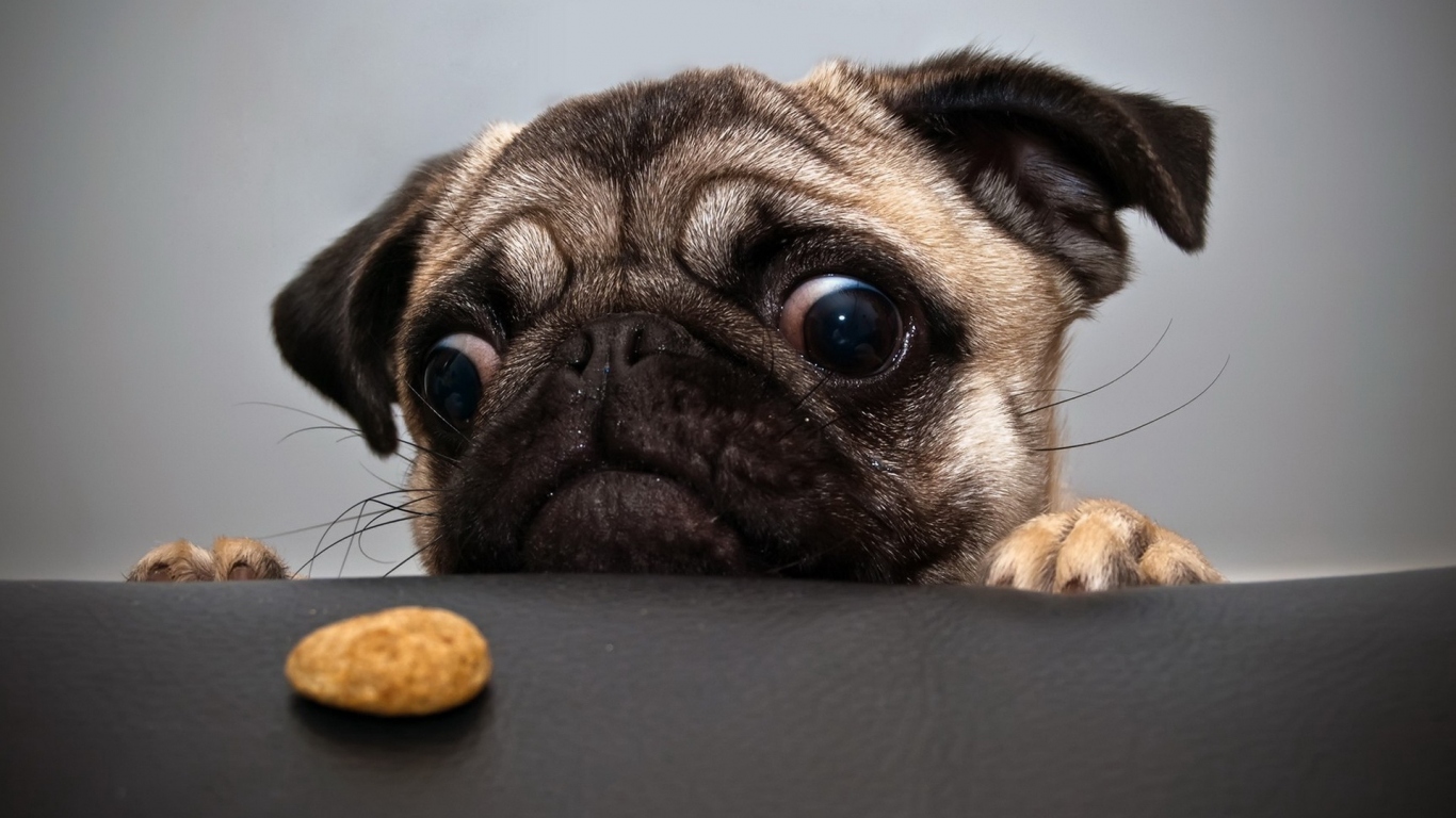 Косоглазый мопс