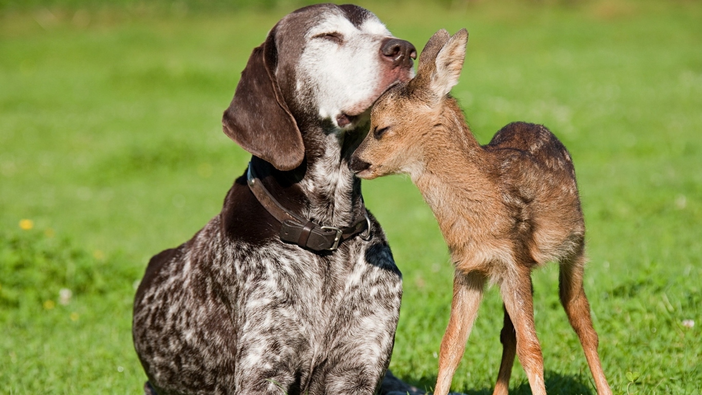 Собака и олененок