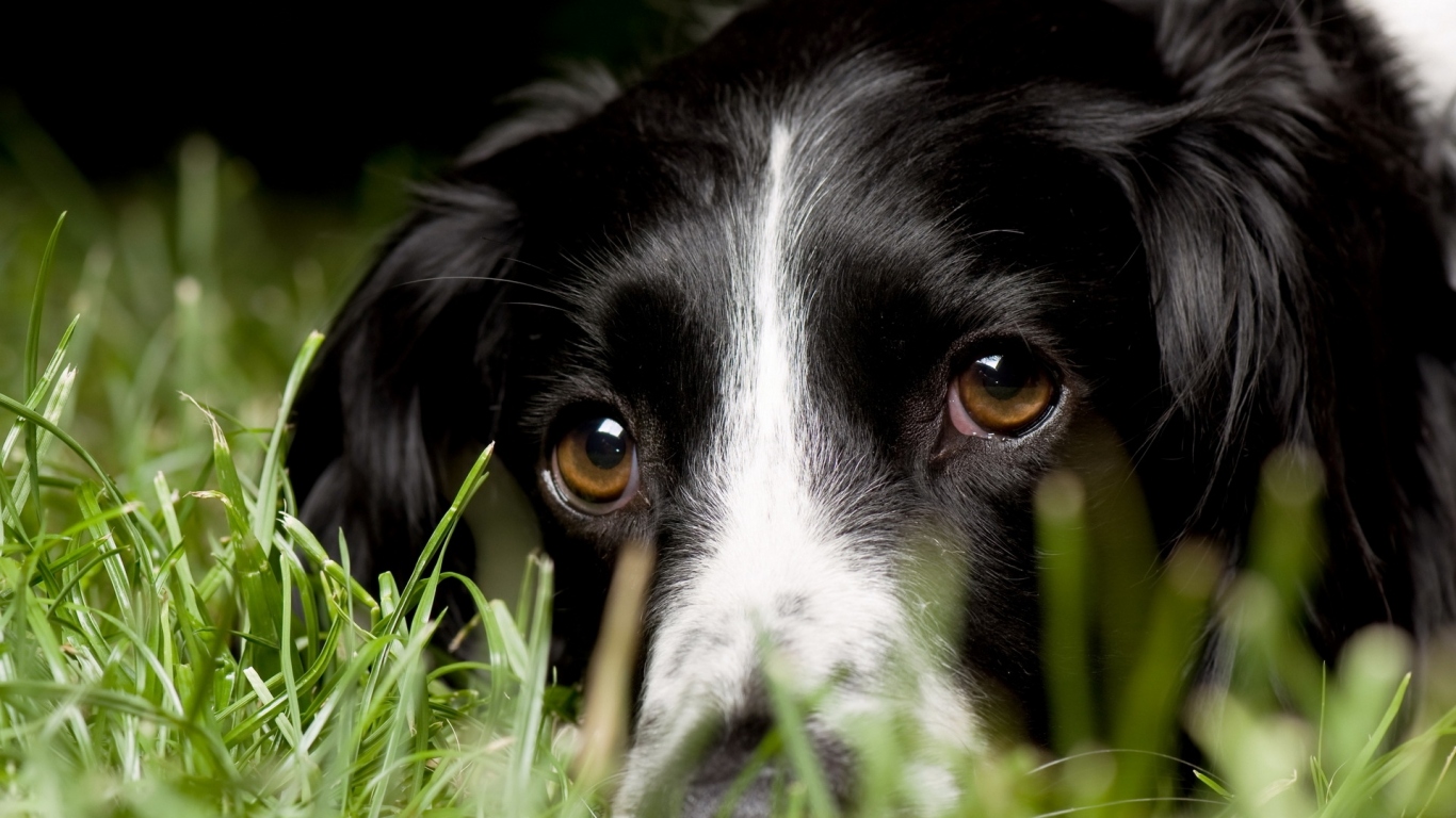 Aнглийский Cпрингер-Cпаниель