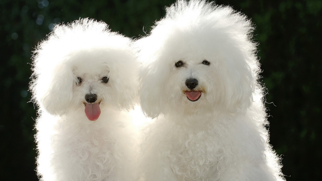 Щенки пуделя