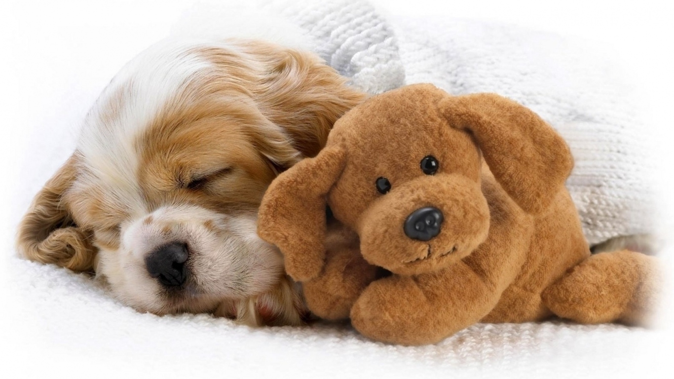 Щенок и игрушка