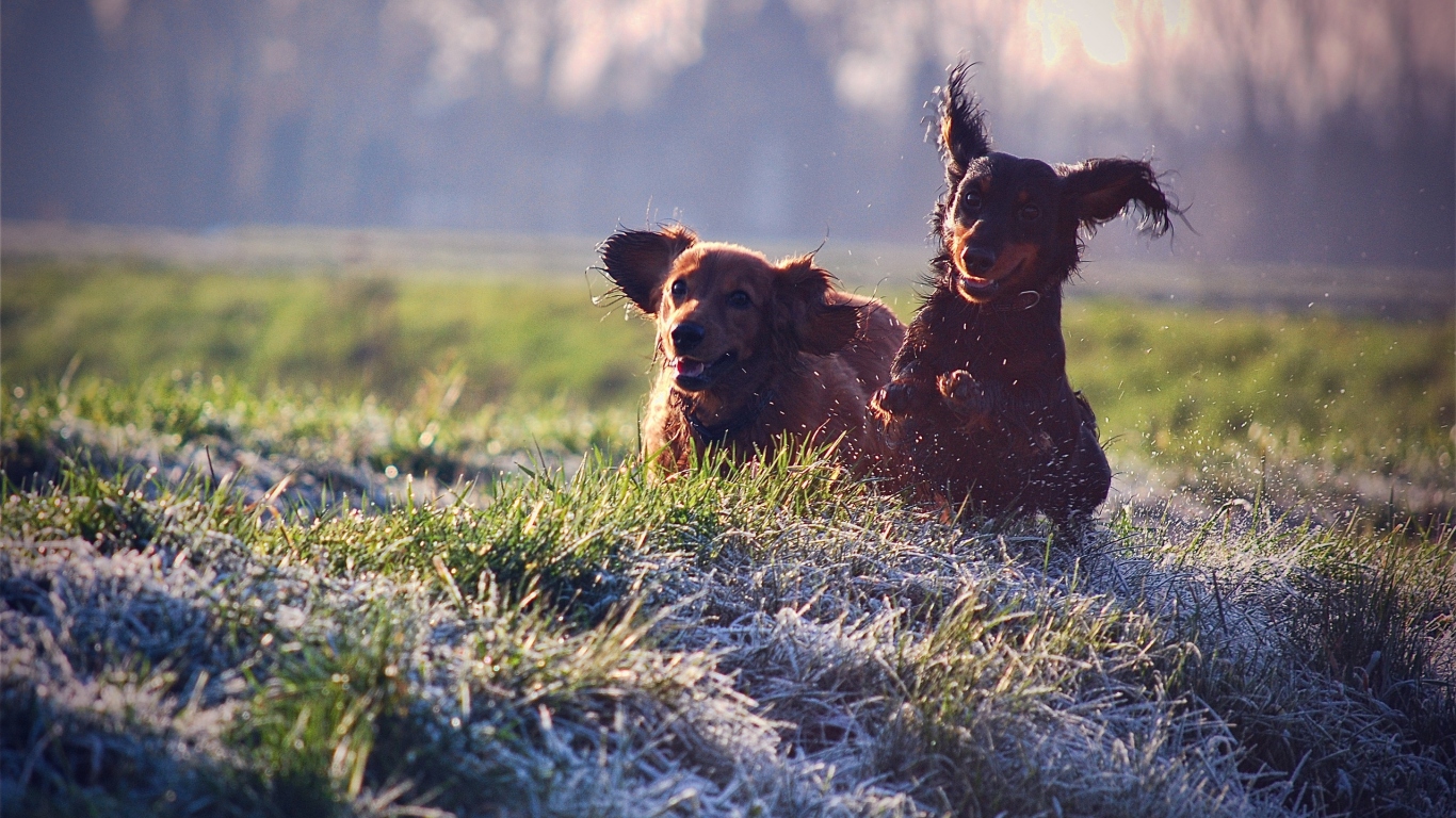Щенячий восторг