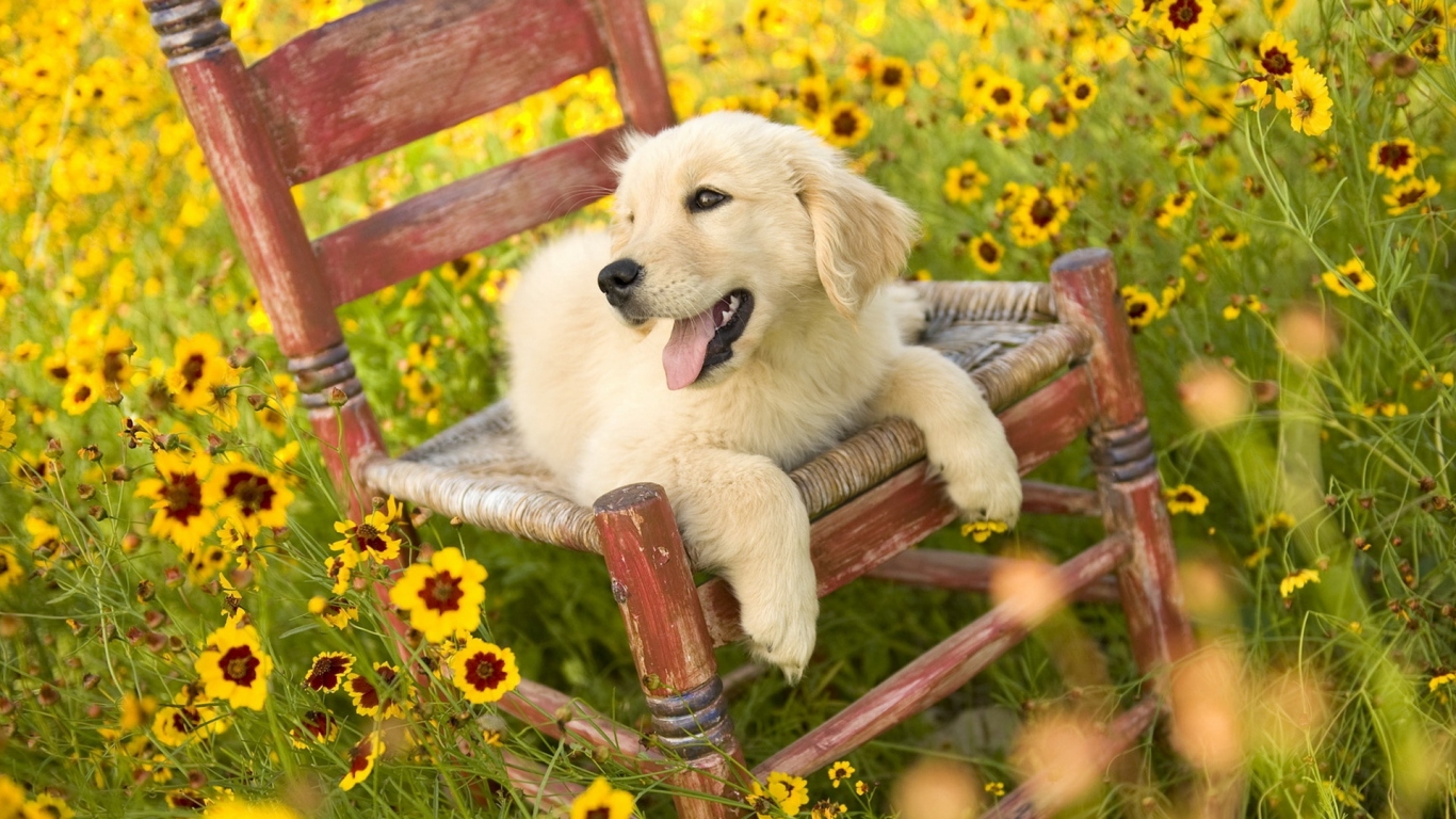 Щенок на стуле