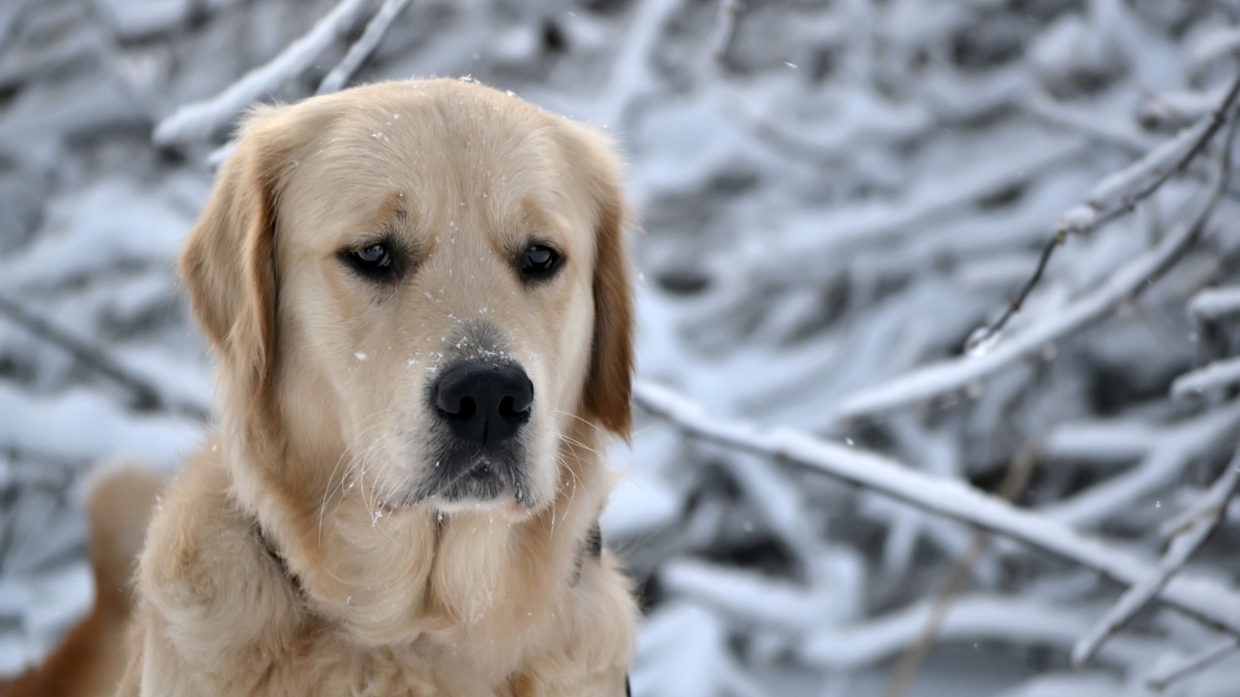 грустный Ретривер