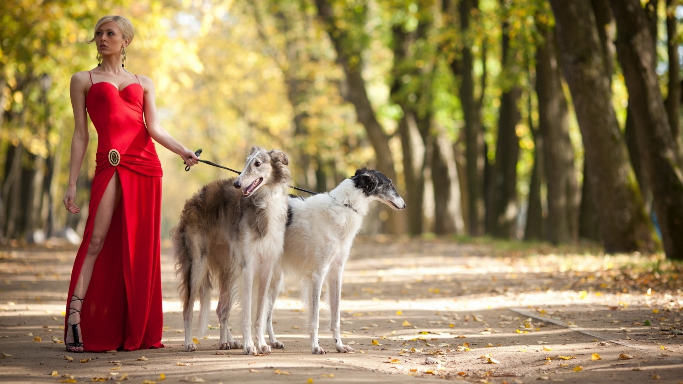 Девушка выгуливает собак