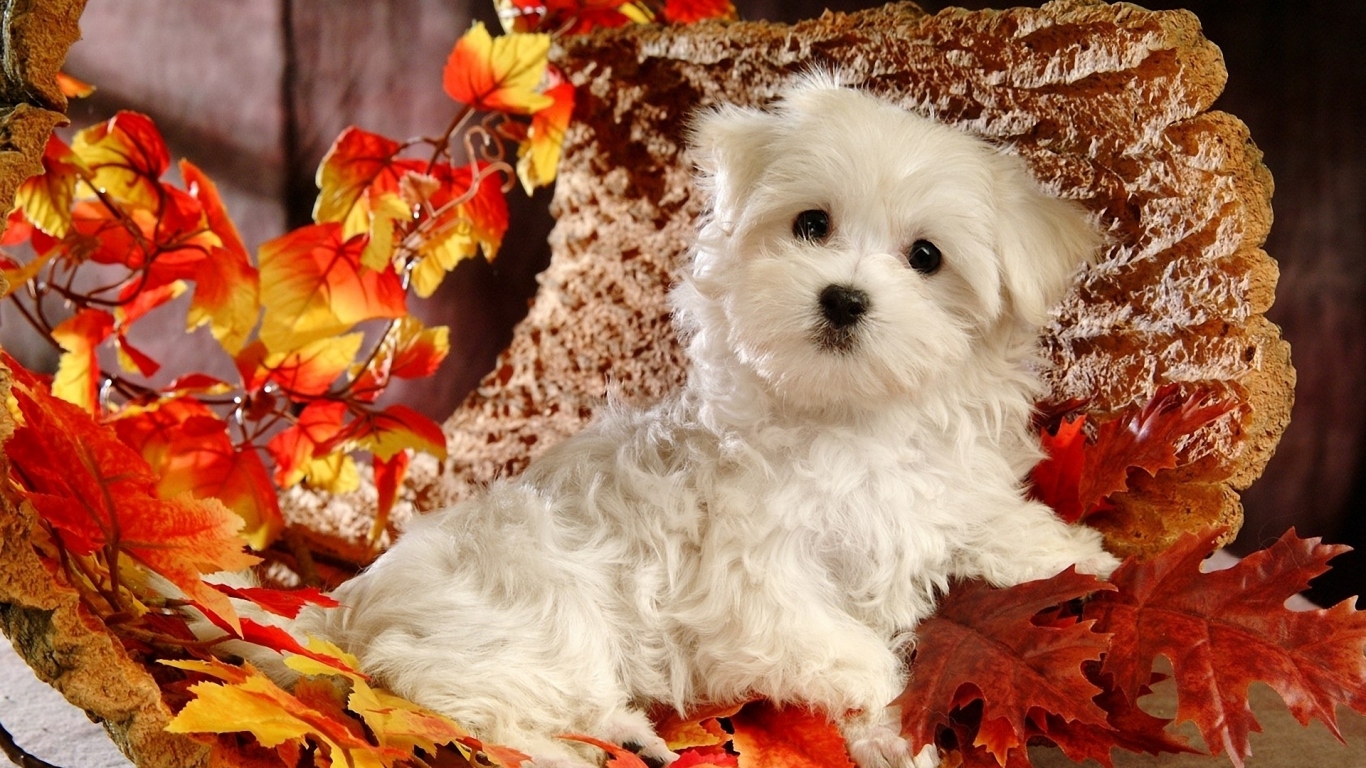 Белый щенок