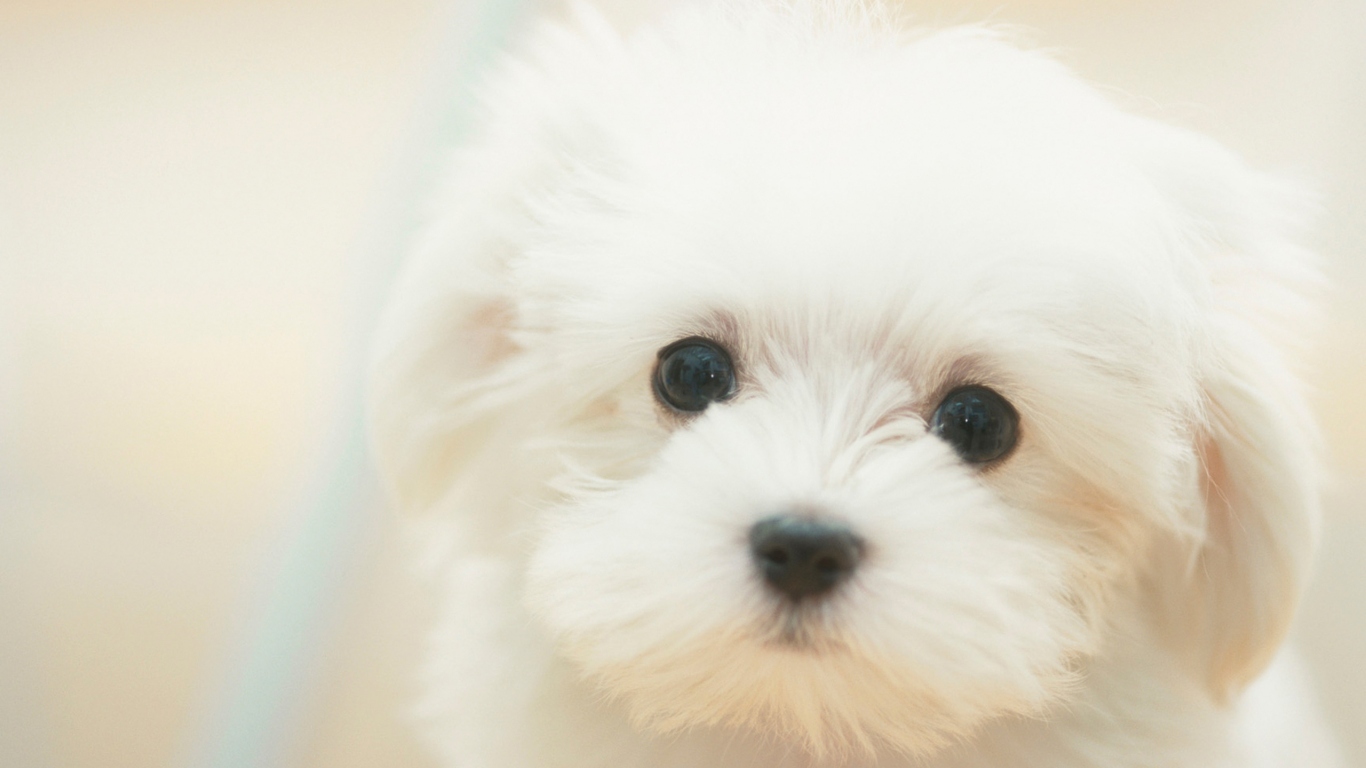 Белый щенок